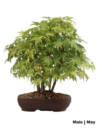 Acer Palmatum Yamamomiji Bonsai de 30 ans