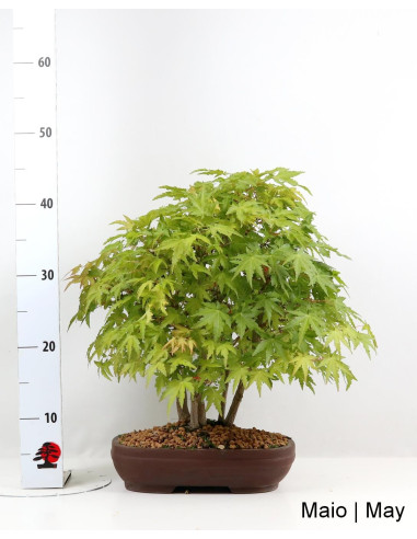 Acer Palmatum Yamamomiji Bonsai de 30 ans
