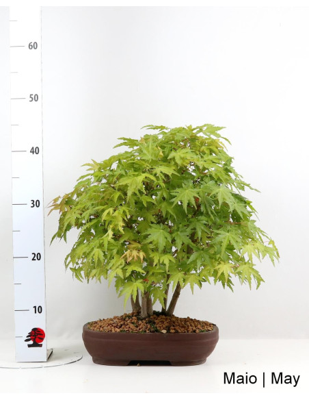 Acer Palmatum Yamamomiji Bonsai de 30 ans