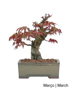 Acer Palmatum SPP Bonsai de 27 anos