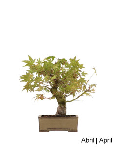 Acer Palmatum SPP Bonsai de 27 anos 2