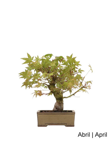 Acer Palmatum SPP Bonsai de 27 anos