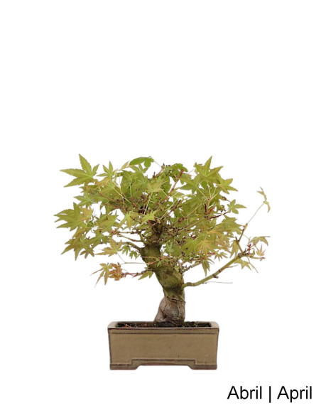 Acer Palmatum SPP Bonsai de 27 anos