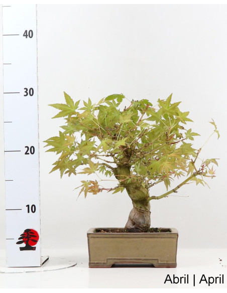 Acer Palmatum SPP Bonsai de 27 anos