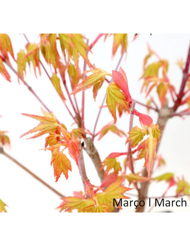 Acer Palmatum SPP Bonsai de 27 anos