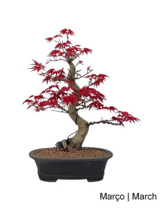 Acer Palmatum Deshojo Bonsai von 32 Jahren