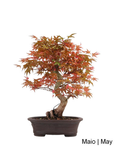 Acer Palmatum Deshojo Bonsai de 32 anos