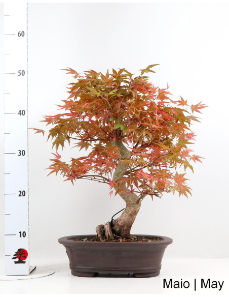 Acer Palmatum Deshojo Bonsai de 32 ans