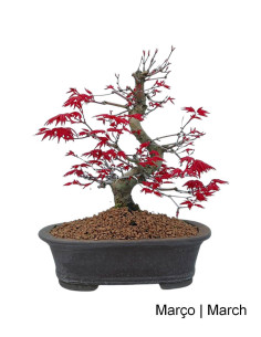 Acer Palmatum Deshojo Bonsai di 30 anni