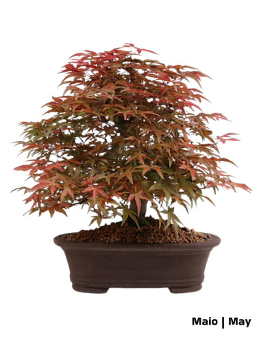 30-year-old Acer Palmatum Deshojo Bonsai