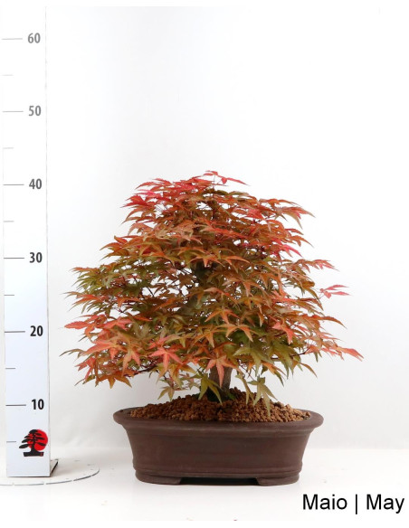 30-year-old Acer Palmatum Deshojo Bonsai