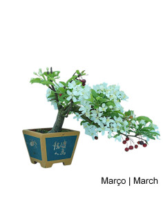 Malus Red Jewel Bonsai del 2007