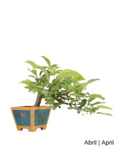Malus Red Jewel Bonsai del 2007 2