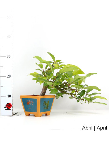 Malus Red Jewel Bonsai de 2007