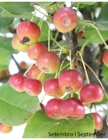 Malus Red Jewel Bonsai from 2007