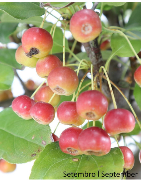 Malus Red Jewel Bonsai from 2007