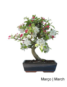 Melo "Everest" Bonsai di 17 Anni