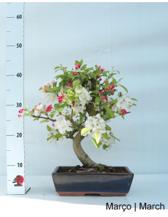 Melo "Everest" Bonsai di 17 Anni 2