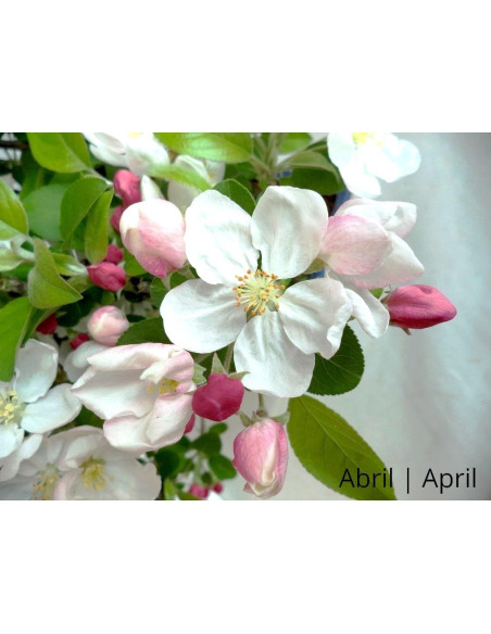 "Everest" Apple Tree Bonsai 17 Years Old