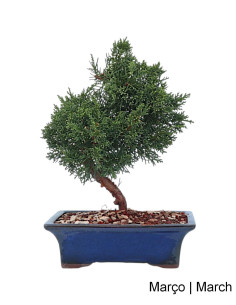 Juniperus Sargentii Bonsai von 9 Jahren