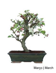Melo "Everest" Bonsai di 20 anni