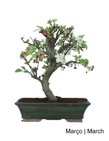 Macieira "Everest" Bonsai von 20 Jahren
