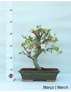 Melo "Everest" Bonsai di 20 anni 2