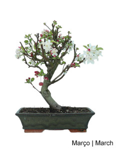 Macieira "Everest" Bonsai von 20 Jahren