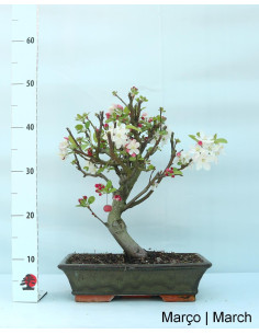 Macieira "Everest" Bonsai von 20 Jahren 2