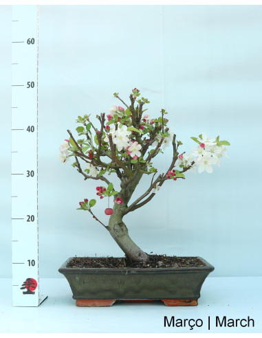 Manzano "Everest" Bonsai de 20 años