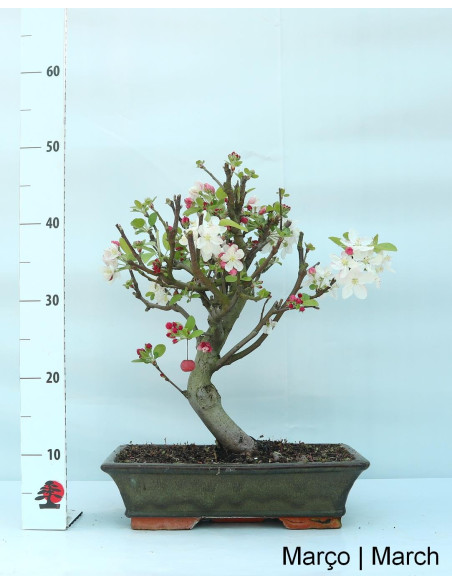 Manzano "Everest" Bonsai de 20 años