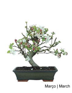 Macieira "Everest" Bonsai von 20 Jahren