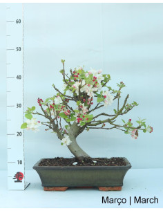 Bonsaï de pommier "Everest" de 20 ans 2