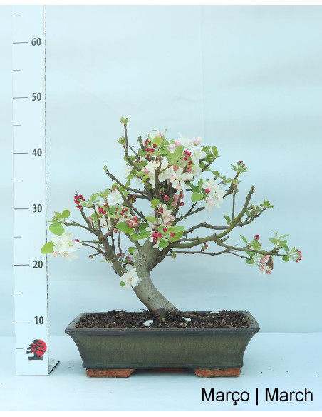 Macieira "Everest" Bonsai von 20 Jahren