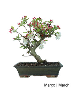 Macieira "Everest" Bonsai von 20 Jahren