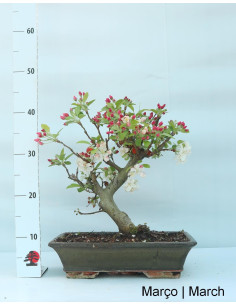 Macieira "Everest" Bonsai von 20 Jahren 2