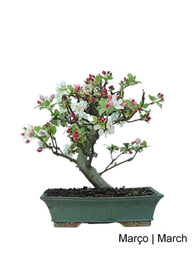 Macieira "Everest" Bonsai von 20 Jahren