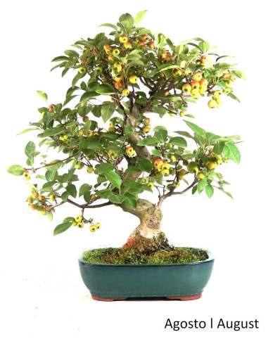 Luso Bonsai | Macieira "Everest" Bonsai 35 ans