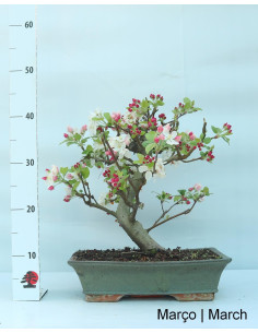 Macieira "Everest" Bonsai von 20 Jahren 2