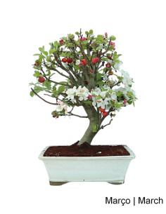 Macieira "Everest" Bonsai von 23 Jahren