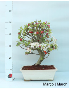 Macieira "Everest" Bonsai von 23 Jahren 2