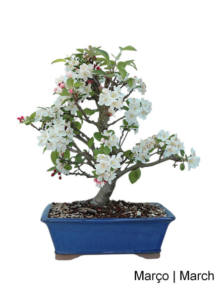 Macieira "Everest" Bonsai 23 Years Old