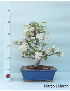 Macieira "Everest" Bonsai von 23 Jahren 2