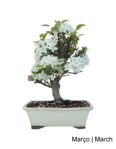 Macieira "Everest" Bonsai von 23 Jahren