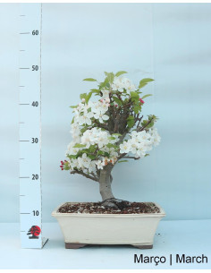 Pommier "Everest" Bonsai de 23 ans 2