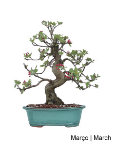 27 Jahre alter Macieira "Everest" Bonsai