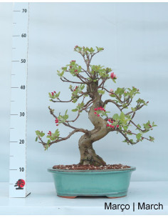 27 Jahre alter Macieira "Everest" Bonsai 2