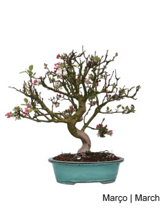 Macieira "Everest" Bonsai von 27 Jahren