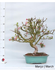 Bonsaï de pommier "Everest" de 27 ans 2