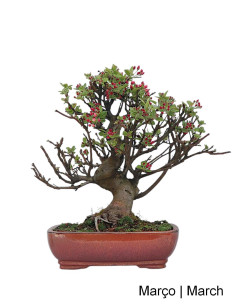 Melo "Everest" Bonsai di 29 anni